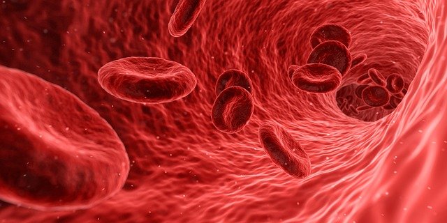 globules rouges