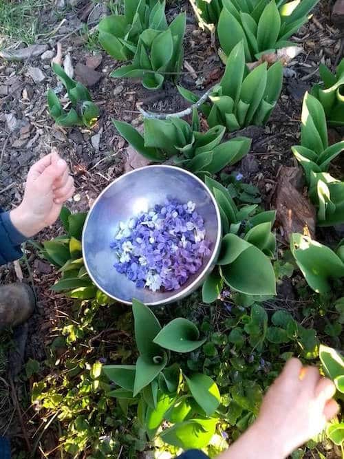 cueillette de fleurs de violettes