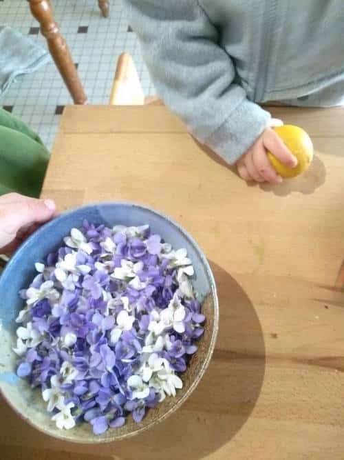 cueillette de fleurs de violettes