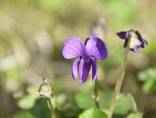 fleur de violette
