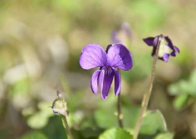 fleur de violette